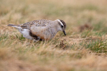 Eurasian dotterel (Charadrius morinellus) foraging through the heather of the Italy.