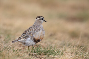 Eurasian dotterel (Charadrius morinellus) foraging through the heather of the Italy.