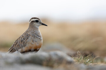 Eurasian dotterel (Charadrius morinellus) foraging through the heather of the Italy.