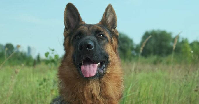 Dog head, close-up. German Shepherd on the background of nature, green grass and blue sky, turns its head, smiles, sticks out its tongue. Day time, happy pet.