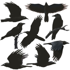 Obraz premium Set of black ravens in different poses, flying black birds flat animal illustration isolated on PNG transparent background.
