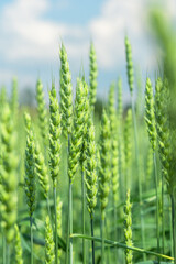 Green spikelets of wheat and rye against the sky.