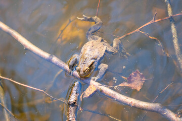A frog in the water floating on a stick