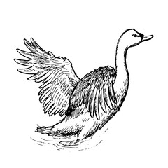 Fototapeta premium swan vector illustration on white background