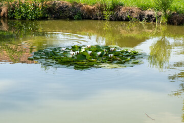 An island of water lilies in the middle of the pond, Lilie wodne Grzybienie białe Nymphaea alba L © MushroomsArtTwo