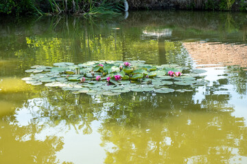 Obraz na płótnie Canvas An island of water lilies in the middle of the pond, Lilie wodne Grzybienie białe Nymphaea alba L