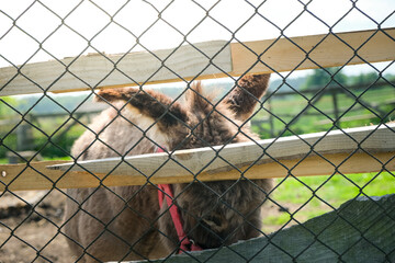 Donkey behind a fence mesh. The animal is locked up in captivity, it cannot go out.