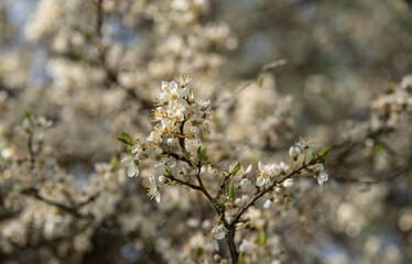 a flowering twig of a cherry tree