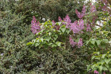 a flowering lilac twig in a yew hedge