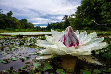 Water lily in Amazon River, Amazon, Brazil