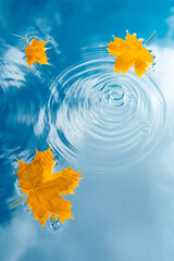 Water background with raindrops and autumn leaves. Natural backdrop with clear water and blue sky reflections with clouds