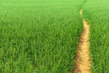 A path running along a green field of wheat, rye.
