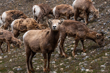 Fototapeta premium Goats climbing up the side of a mountain grazing