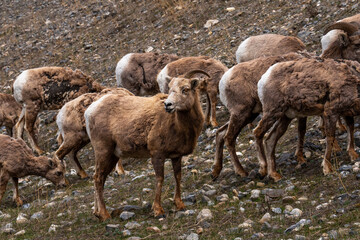 Goats climbing up the side of a mountain grazing