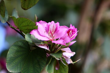 Summer flowers in a city park in Israel.