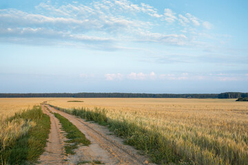 Panorama of wheat field and picturesque sky with white clouds, dirt road in wheat field