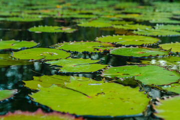 Obraz na płótnie Canvas green water lily in Amazon, Brazil