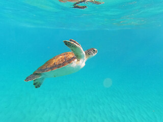 Obraz premium Turtle