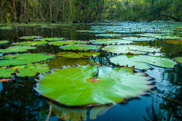 water lilies in the pond, Amazon, Brazil