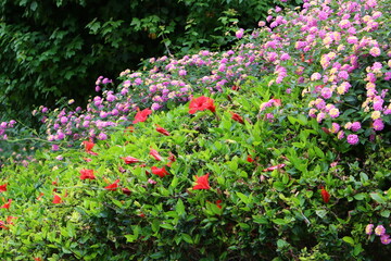 Summer flowers in a city park in Israel.