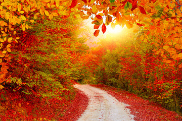 Colorful trees and footpath road in autumn landscape in deep forest. The autumn colors in the forest create a magnificent view. autumn view in nature.