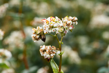 Flowering buckwheat close-up. Macro shot. High quality photo