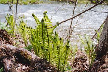 A green forest fern grows by a mountain river, spring weather warms the soil grass wakes up after hibernation, nature is reborn, an ancient plant
