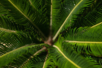 Fototapeta na wymiar Beautiful fern leaf texture in nature. Natural ferns blurred background. Fern leaves Close up. Fern plants in forest. Background nature concept.