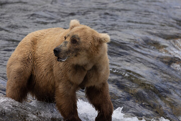 Brook's Falls Grizzly Bear in Alaska