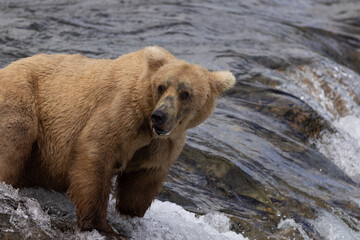 Obraz premium Brook's Falls Grizzly Bear in Alaska