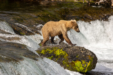 Brook's Falls Grizzly Bear in Alaska