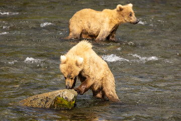 Fototapeta premium Brook's Falls Grizzly Bear in Alaska