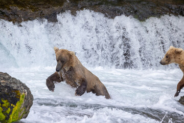 Grizzly Bear in River