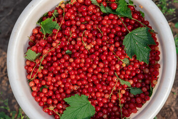 Background of bright red ripe fruits of currant berries with green leaves.