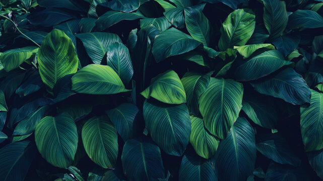 Full Frame Of Green Leaves Pattern Background, Nature Lush Foliage Leaf Texture , Tropical Leaf