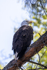 Bald eagle bird with white head and yellow beak in a tree close-up 