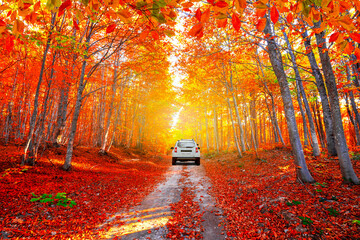 rijden in de herfst. Auto rijden op de weg in het bos in het herfstseizoen. Herfstkleuren brengen het bos tot leven. Herfstlandschap in het diepe bos. Herfst uitzicht op een zonnige dag.