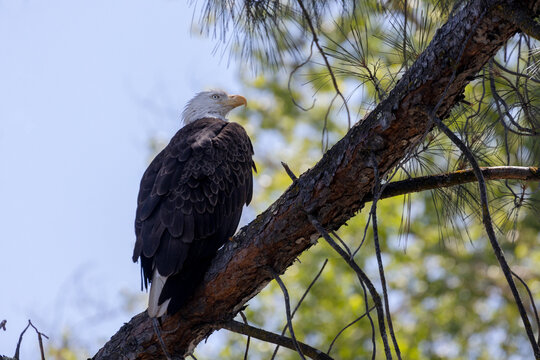 Bald eagle bird with white head and yellow beak in a tree close-up 