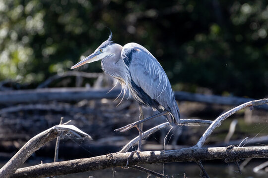 Great blue heron waiting for food 