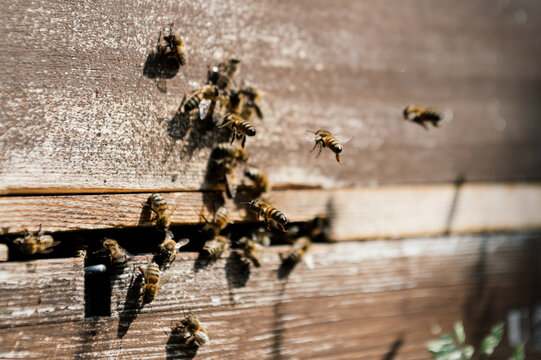 Beekeeper With Beehive And Bees At Work