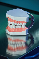 Dental layout of the jaw and teeth in the clinic, training material.