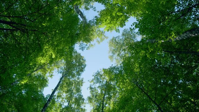 View to tree tops with green bright leaves with blue sky at background. Travel vacation nature concept. Rotation.