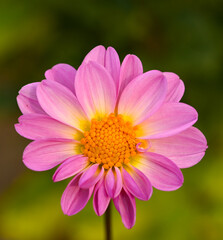 Beautiful close-up of a pink dahlia flower