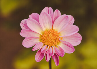 Obraz premium Beautiful close-up of a pink dahlia flower