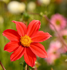 Beautiful close-up of a single-flowered dahlia