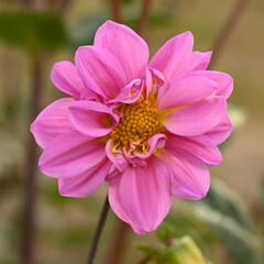 Obraz premium Beautiful close-up of a pink dahlia