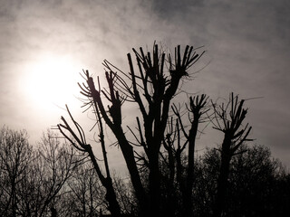 Dry Tree with its Trunks and Branches Trimmed against the Light