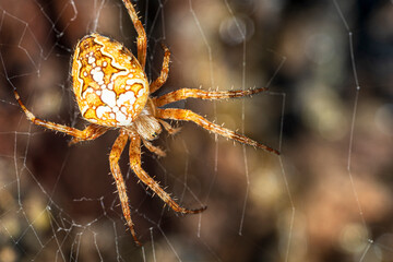 A large spider in a thin web