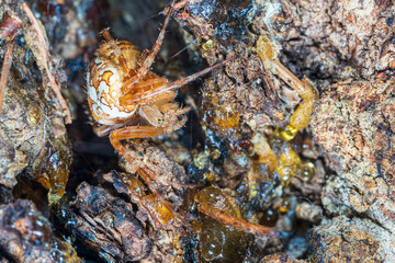 A spider is hiding in a tree