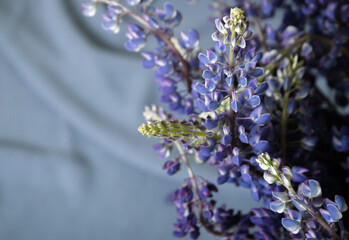 lilac lupines lie on a blue plaid. close-up